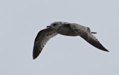 Common Gull 002.jpg