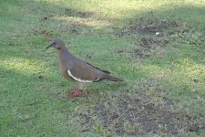 mystery pigeon or dove.JPG