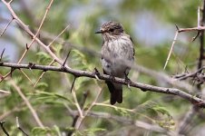 Spotted Flycatcher.JPG