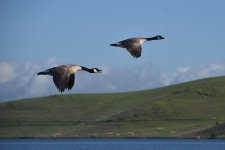 Canada Geese 2024-02-21.JPG