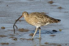 Curlew-(55)-fbook.jpg