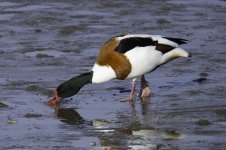 Shelduck (145)-fbook.jpg