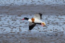 Shelduck-(191)-fbook.jpg