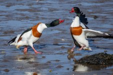 Shelduck-(135)-fbook.jpg