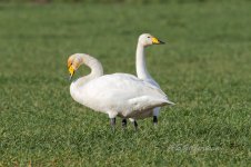 Whooper-(18)-fbook.jpg