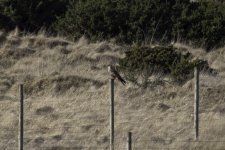 20240223 - Red Kite guarding its patch - closer still.jpg