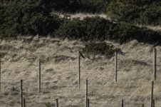 20240223 - Red Kite guarding its patch - closer.jpg