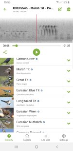 Screenshot_20240224-155835_Merlin Bird ID.jpg