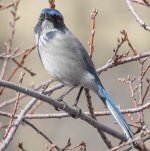 BZ5A6284 Scrubjay crop3.jpg