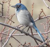 BZ5A6286 Scrubjay crop2.jpg