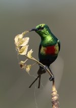 Sunbird.jpg