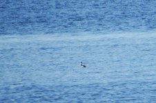 ResizerImage680X452Horned Grebe.jpg