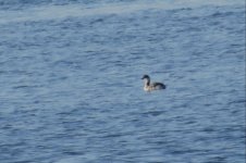 ResizerImage640X426grebe save.jpg