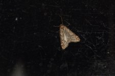 20240228 (1)_March_Moth.JPG