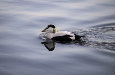 20240225 - Eider drifts by.jpg