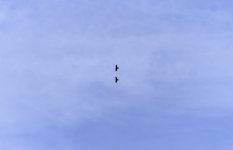 20240225 - Ravens soaring together.jpg