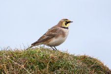 Shore-Lark-(23)-fbook.jpg