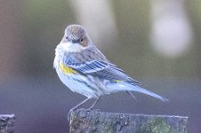 Yellow-rumped Warbler, Kilwinning 20 feb  2024.jpg