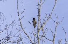 20240226 - Hooded Crow in a tree.jpg