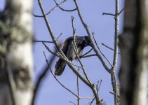 20240226 - Hooded Crow in a tree 2.jpg