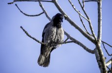 20240226 - Hooded Crow in a tree 3.jpg