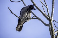 20240226 - Hooded Crow in a tree 4.jpg
