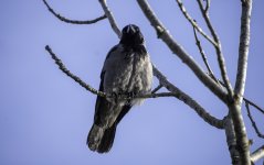 20240226 - Hooded Crow in a tree 5.jpg