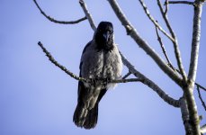 20240226 - Hooded Crow in a tree 6.jpg