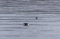 20240226 -Black-backed gull & Black Guillemot - crop.jpg