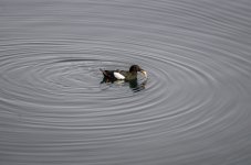 20240226 - Black Guillemot with breakfast 2.jpg