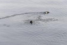 20240226 - Black Guillemots.jpg