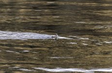 20240226 - Black Guillemot in Winter plumage.jpg