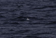 20240226 - gull off Northern Skye 2.jpg