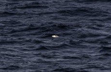 20240226 - gull off Northern Skye - crop.jpg