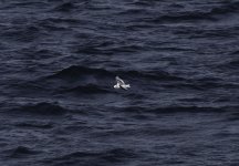 20240226 - gull off Northern Skye 2 - crop.jpg