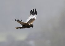 M Marsh Harrier .jpg