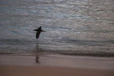 Wedge Tailed Shearwater - Lord Howe Island - Jan 24.jpg