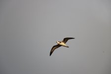 Black winged petrel- Lord Howe Island - Jan 24.jpg
