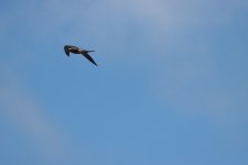 Unidentified bird3 - Lord Howe Island- Jan 24.jpg
