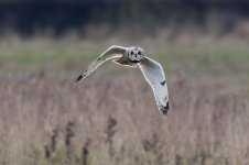 Short-eared-Owl-(9)-fbook2.jpg