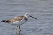 Greenshank Salinas FDR.jpg