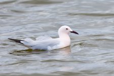 SB Gull Salinas FDR.jpg