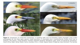 Intermediate Egret ssp.jpg