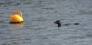 DSC02629 Musk Duck @ Long Reef golf course bf.jpeg