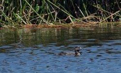 DSC02592 Musk Duck @ Long Reef golf course bf.jpeg