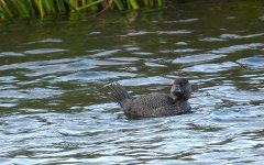 DSC03018 Musk Duck @ Long Reef Golf Course bf.jpeg