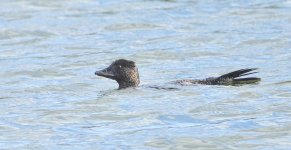 DSC02626 Musk Duck @ Long Reef Golf Course.jpeg