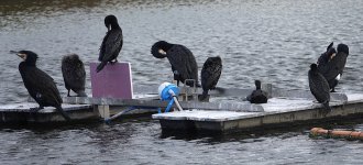 DSC02987 Great & Little Black Cormorants @ Long Reef Golf Course bf.jpeg