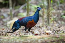 JAY_5379 BORNEAN CRESTED FIREBACK.jpg