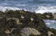 20240227 - Purple Sandpiper pair on the rocks.jpg